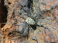 Mitopus glacialis