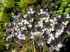 Euphrasia minima