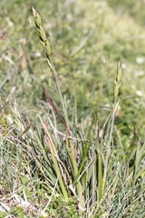 Australopyrum velutinum
