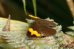 Adelpha zina