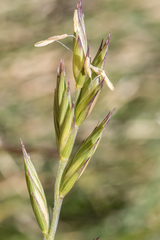 Australopyrum velutinum