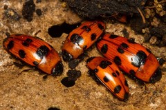 Episcaphula austrocaledonica