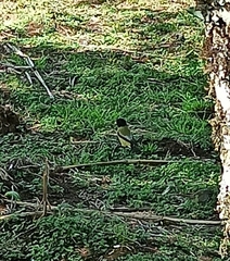 Coccothraustes abeillei