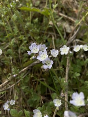 Phacelia dubia