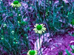 Helenium drummondii
