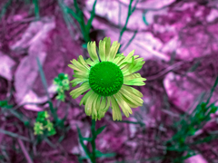 Helenium drummondii