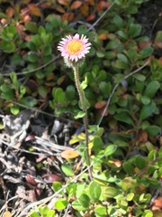 Erigeron nivalis