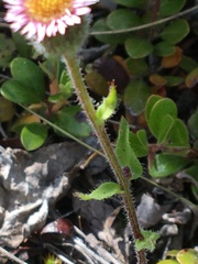 Erigeron nivalis