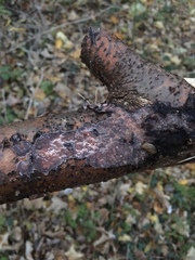 Radulomyces confluens