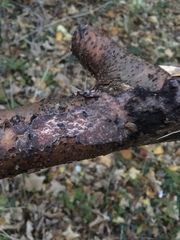 Radulomyces confluens