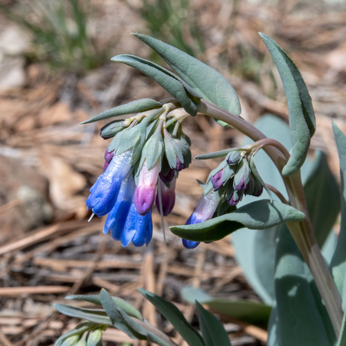 Macdougal's bluebells (Mertensia macdougalii)