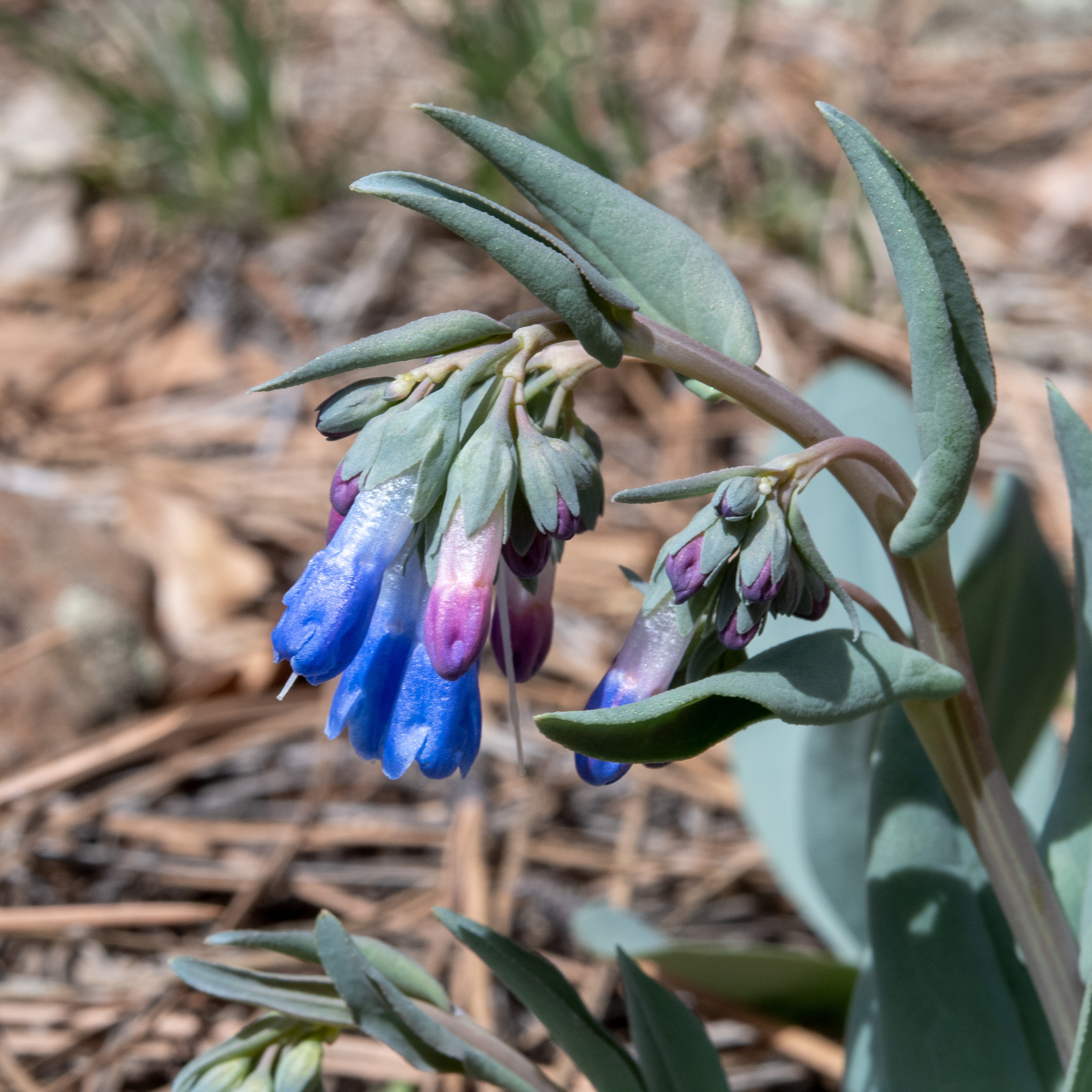 Mertensia macdougalii