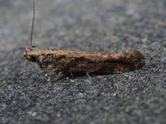 Aristotelia rubidella