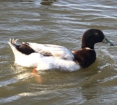 Anas platyrhynchos domesticus