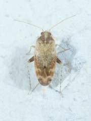 Hamatophylus guttulosus