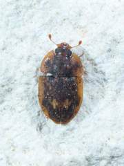Lobiopa undulata