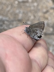 Callophrys fotis