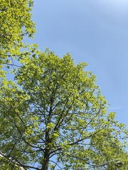 Liriodendron chinense