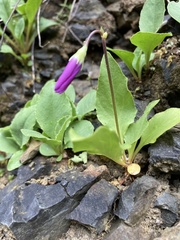 Primula poetica