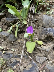 Primula poetica