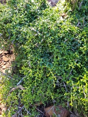 Everistia vacciniifolia