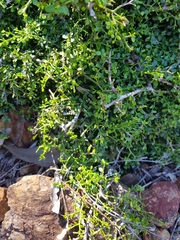 Everistia vacciniifolia