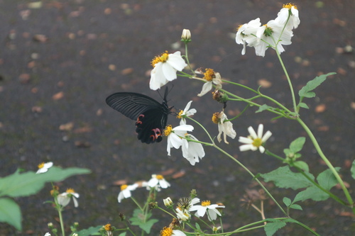 Photo of Spangle Swallowtail (Papilio protenor)