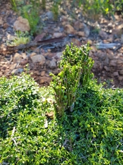 Everistia vacciniifolia