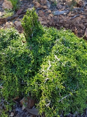 Everistia vacciniifolia