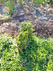 Everistia vacciniifolia