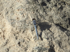Orthetrum ransonnetii