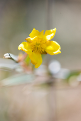 Hibbertia cunninghamii