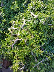 Everistia vacciniifolia