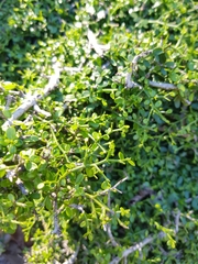Everistia vacciniifolia