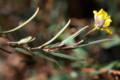 Hibbertia cunninghamii