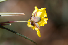 Hibbertia cunninghamii