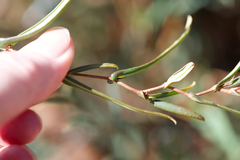 Hibbertia cunninghamii