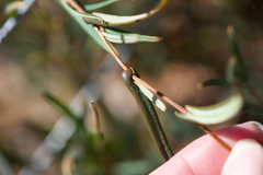 Hibbertia cunninghamii