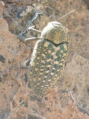 Julodis euphratica