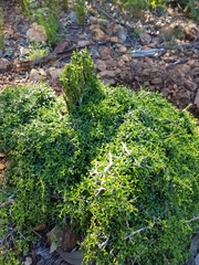 Everistia vacciniifolia
