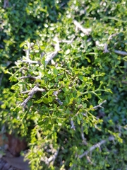 Everistia vacciniifolia
