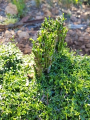 Everistia vacciniifolia