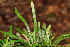 Notogrammitis billardierei