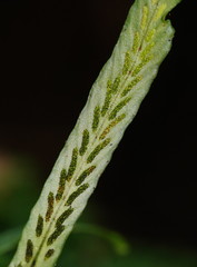 Notogrammitis billardierei