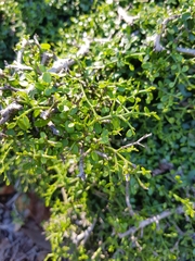 Everistia vacciniifolia