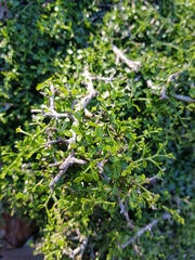 Everistia vacciniifolia