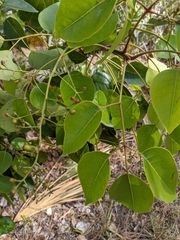 Metopium toxiferum image