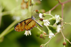 Oleria baizana baizana