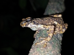 Pedostibes tuberculosus