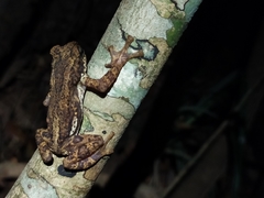 Pedostibes tuberculosus